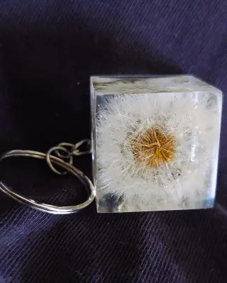 Klíčenka pampeliška | Gábovinky.cz